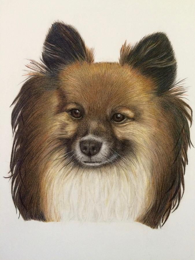 Pomeranian Portrait Drawing by Claire Fagan
