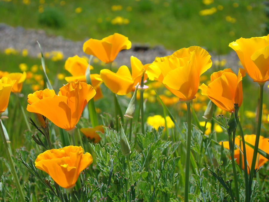 Poppies Meadow Summer Poppy Flowers 18 Wildflowers Poppies Baslee