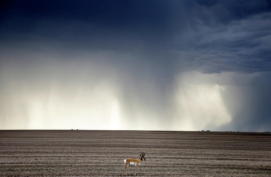 Prairie Storm Clouds Antelope Photograph By Mark Duffy Fine Art America