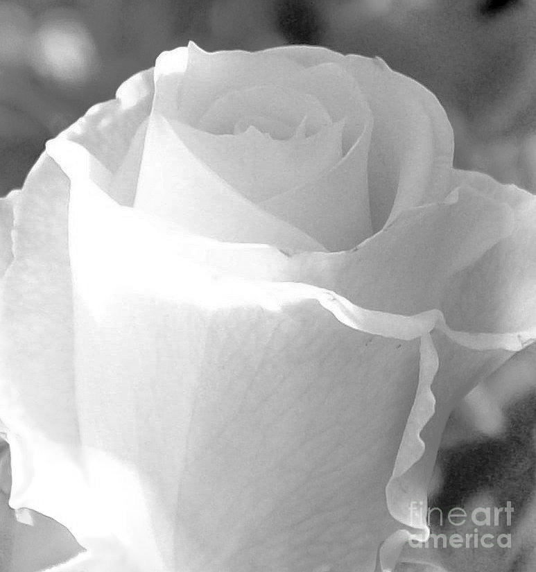 Precious White Rose Photograph By Marsha Heiken Fine Art America