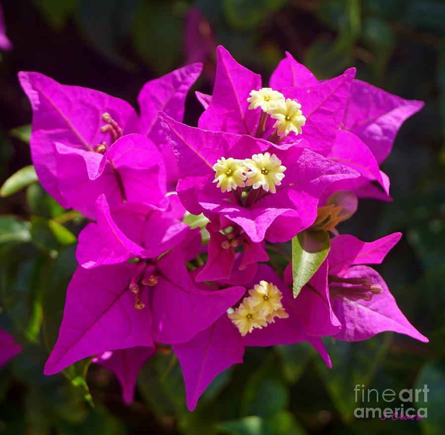 purple posy painting by john clark purple posy painting by john clark