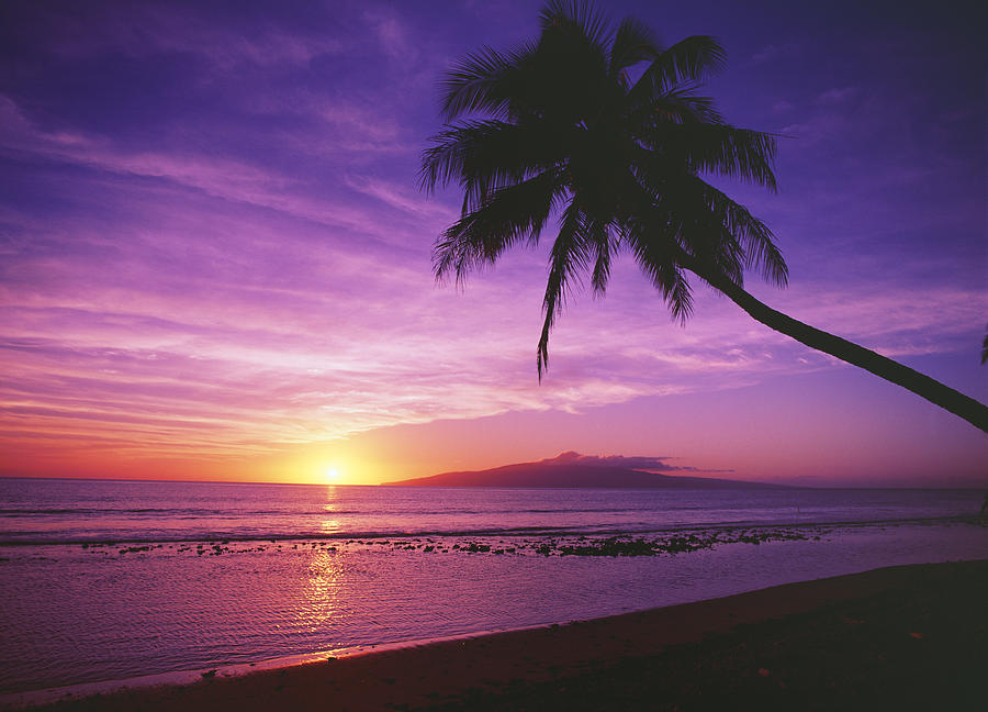 Purple Sunset And Palm Photograph By Ron Dahlquist Printscapes