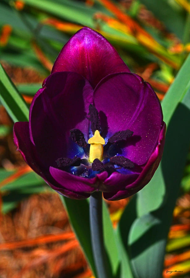 Purple Tulip Photograph By George Bostian Fine Art America