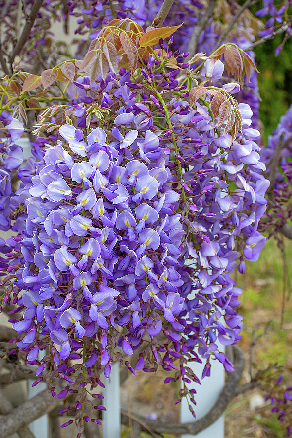 Purple Wisteria Photograph By Maria Dryfhout Fine Art America