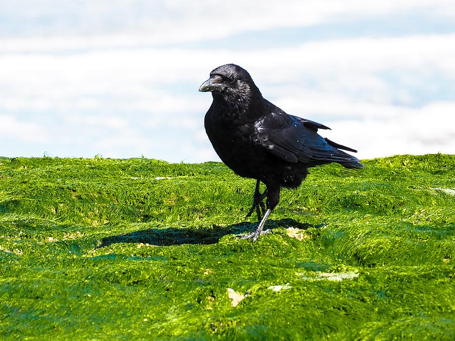 raven bird photograph by fl collection raven bird photograph by fl collection