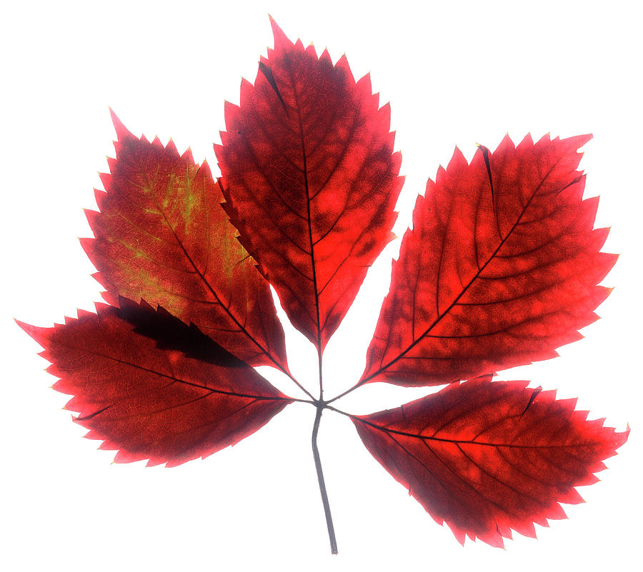 Red Vine Leaf Photograph by Stefania Levi
