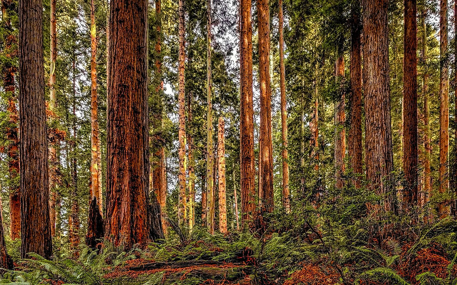Redwood Forest Landscape Photograph By Jeffrey Schwartz