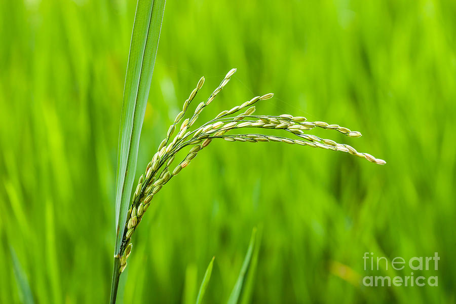 Rice Field India Photograph By Voisin Phanie Fine Art America