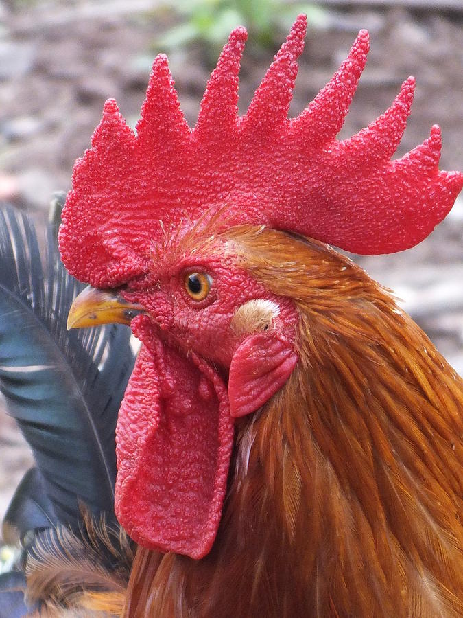 rooster-head-shot-b-photograph-by-cindy-treger