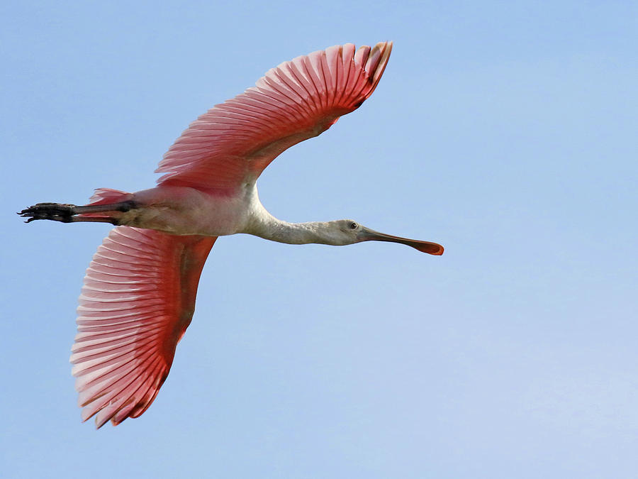 Roseate Spoonbill In Flight Photograph By Mercedes Martishius