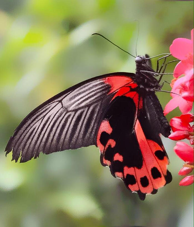 Scarlet Mormon Butterfly Photograph by Rose McClure