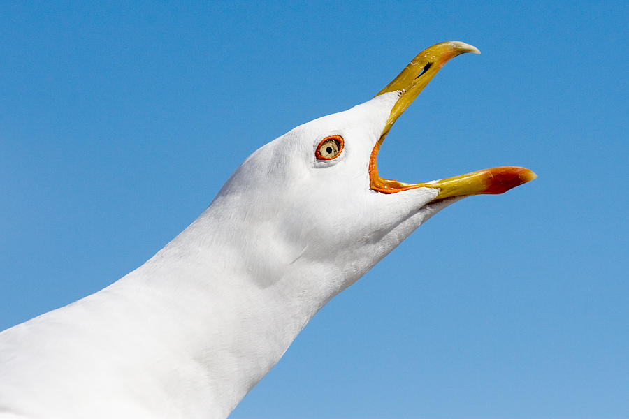 cuddly seagull