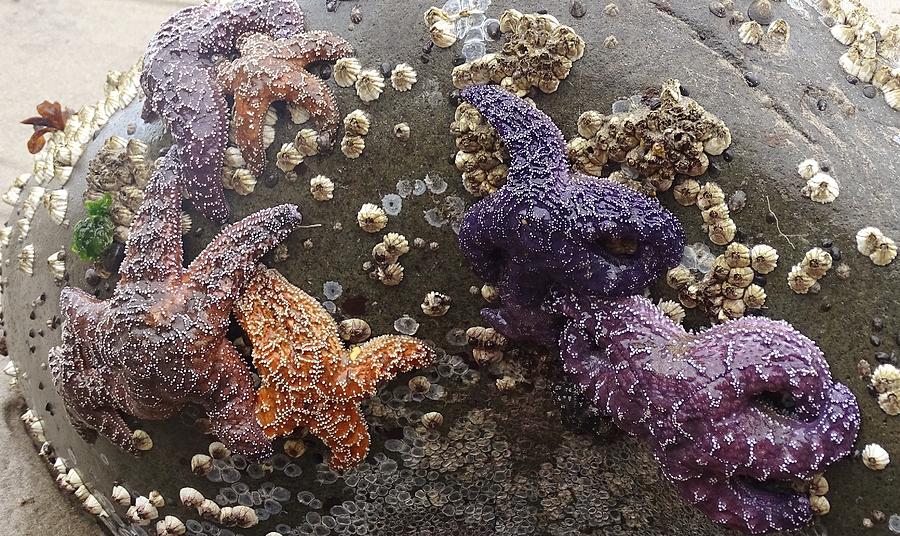 Sea Star Rock Photograph By Amelia Emery Fine Art America