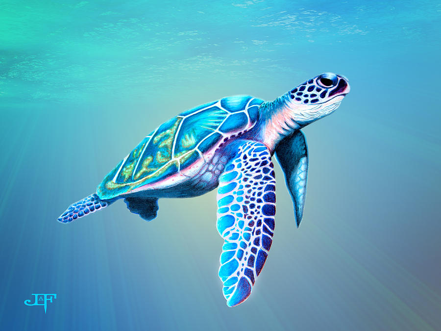 Sea Turtle Drawing by Jessica LaFree