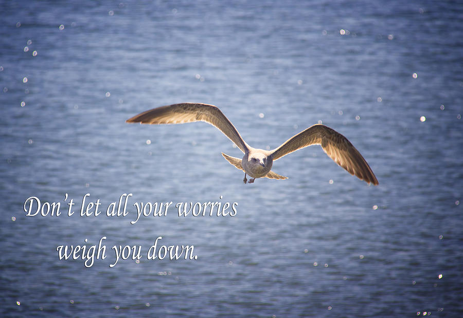 seagull-with-inspirational-words-photograph-by-daphne-sampson