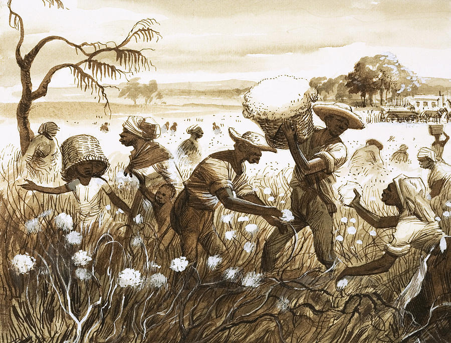 Slaves Picking Cotton Painting by English School