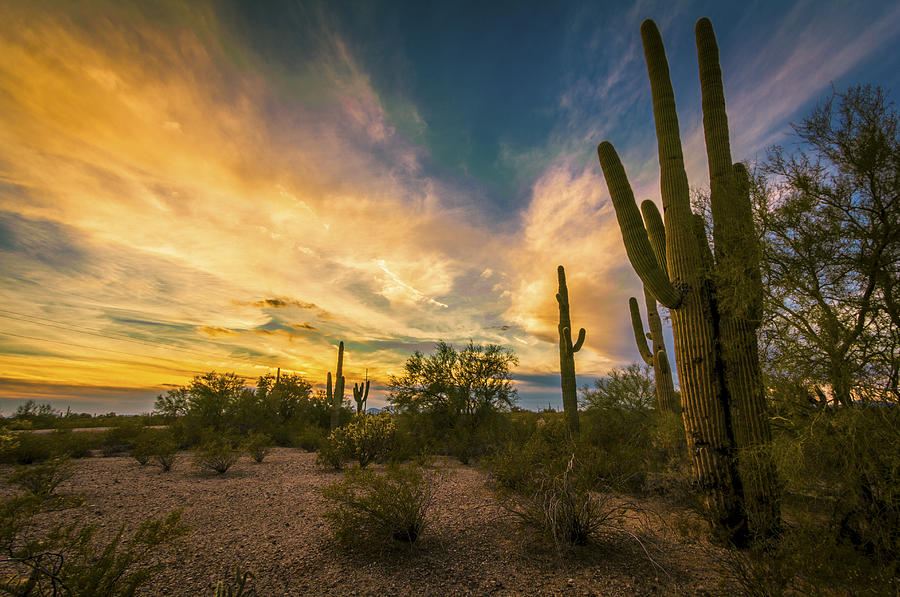 Sonoran Desert Christmas Photograph by Ed Cheremet