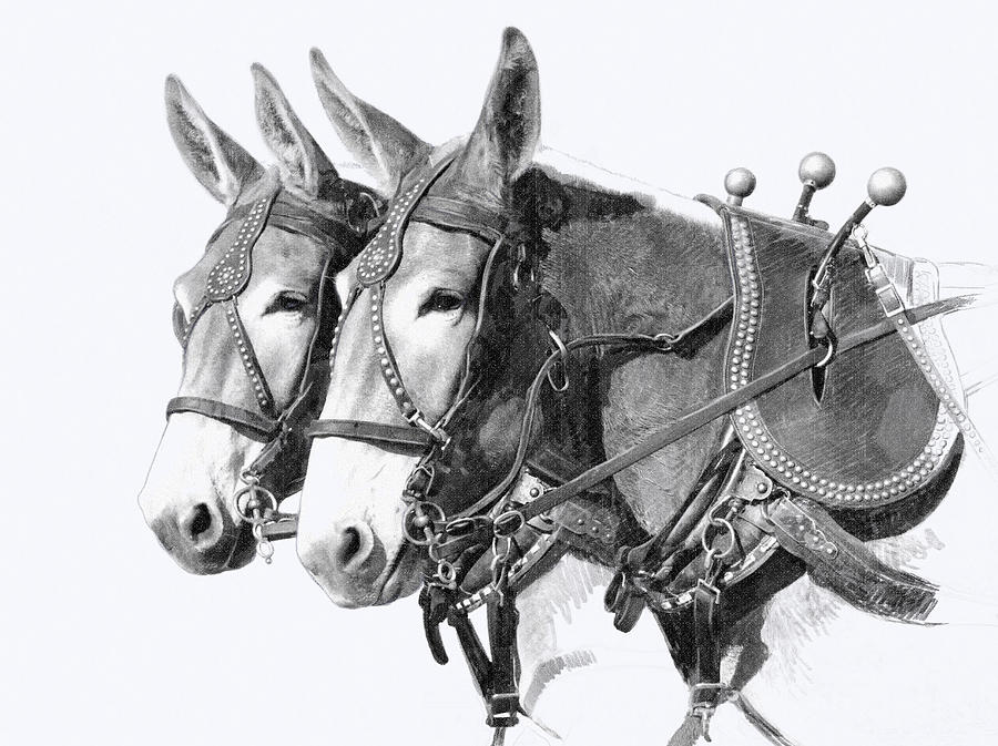 Sorrel Mule Team Drawing by Bethany Caskey