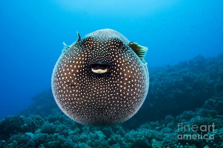 Spotted Pufferfish Photograph By Dave Fleetham Printscapes