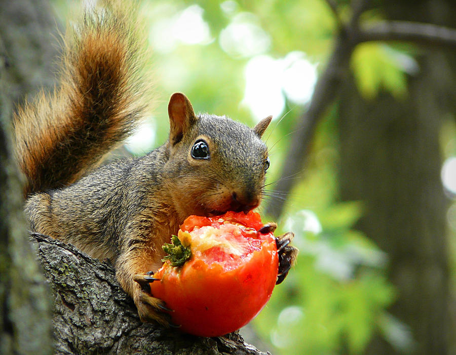 squirrel-eating-tomato-monique-haen.jpg