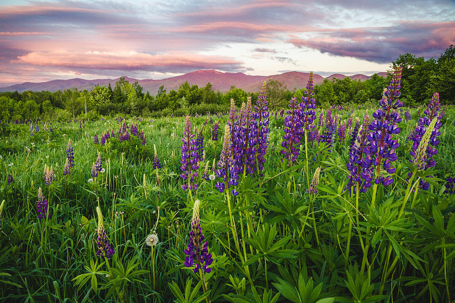 Sugar Hill Lupine Festival Photograph by Robert Clifford