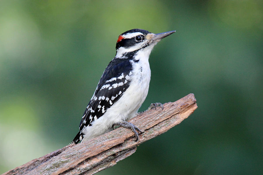 Summer Woodpecker Photograph By Sue Feldberg Fine Art America