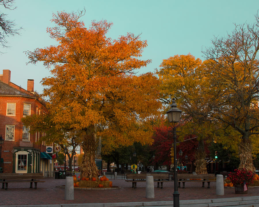 Sun Kissed Trees Market Square Newburyport, Ma Photograph By Kristine Patti