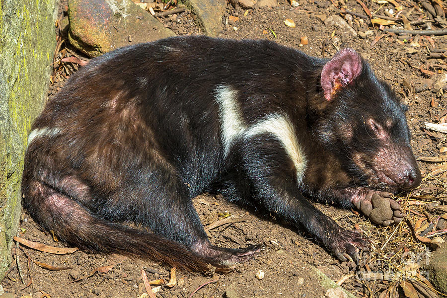 Tasmanian Devil Sleeping Pyrography By Benny Marty Pixels