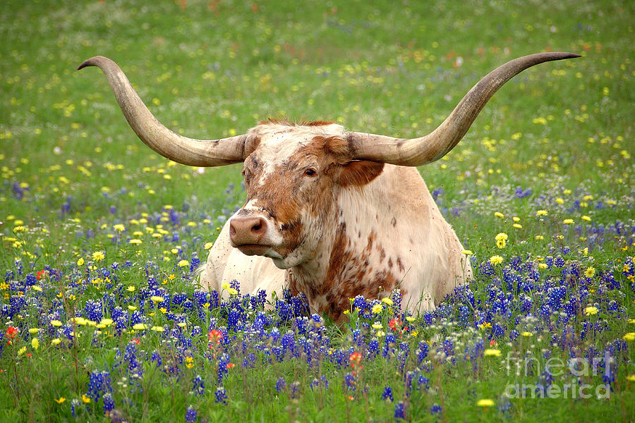 Texas Longhorn In Bluebonnets Photograph by Jon Holiday