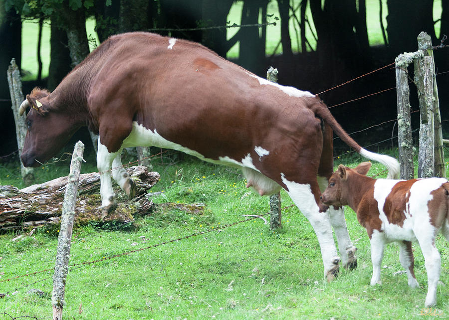 Then The Cow Jumped Over The Fence Photograph by Robert Selin