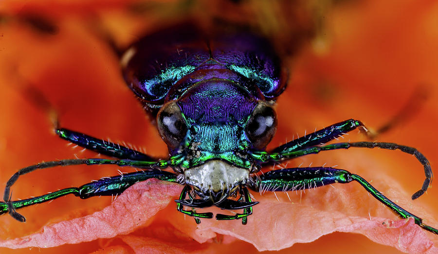 Tiger Beetle X Photograph By Gary Shepard Fine Art America