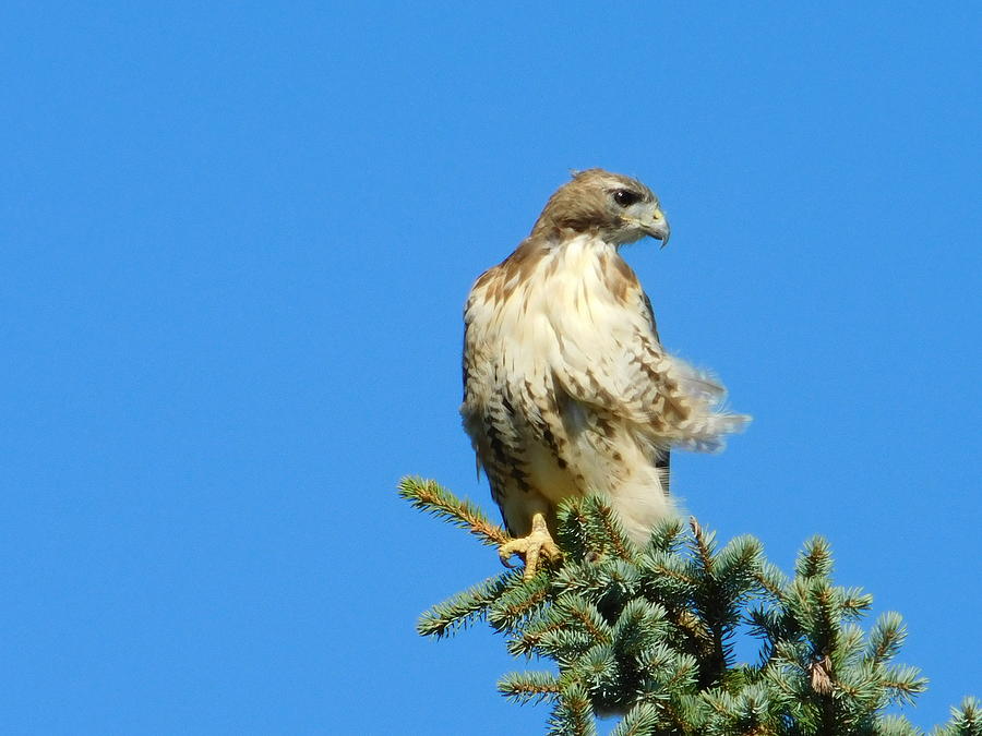 top of the world red tailed hawk ohio photograph by nancy top of the world red tailed hawk ohio photograph by nancy