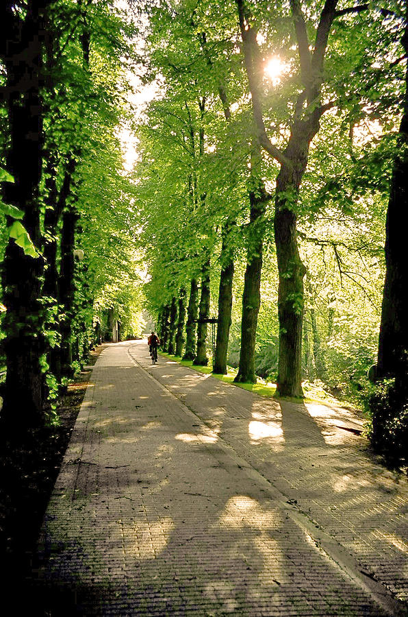 Tree Lined Bike Path Photograph By Restie Delfin