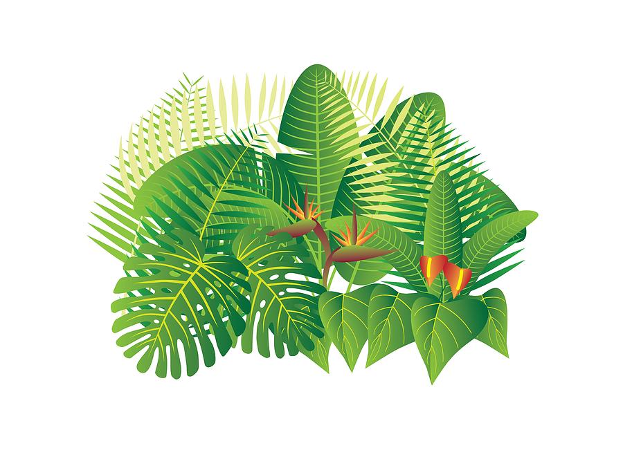 Tropical Jungle Plants Illustration Photograph by Jit Lim