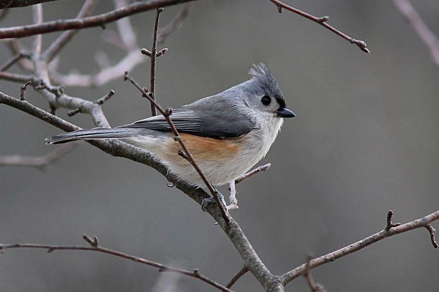 Tufted Titmouse Brightens Winter Gray Photograph By Linda Crockett