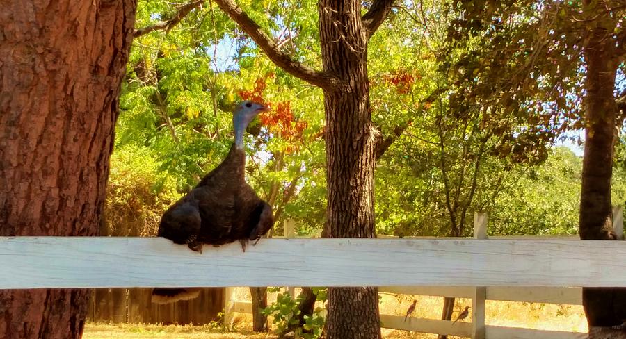 turkey-sitting-on-fence-peggy-leyva-conley.jpg