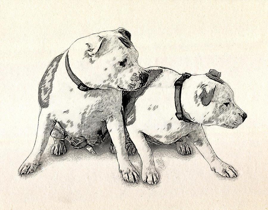 Two Bull Terriers Drawing by Michael Tompsett