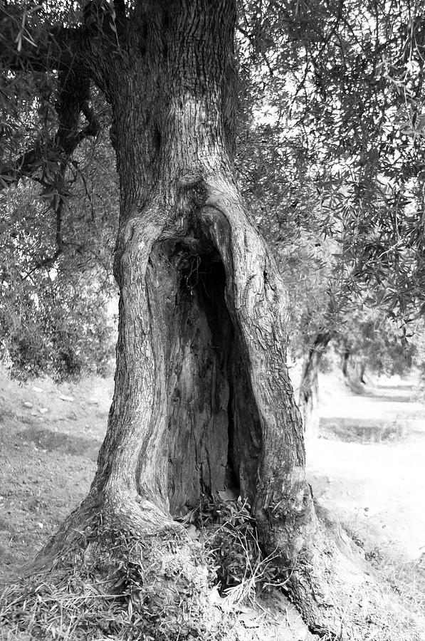 Vagina Tree Photograph By Jez C Self Pixels