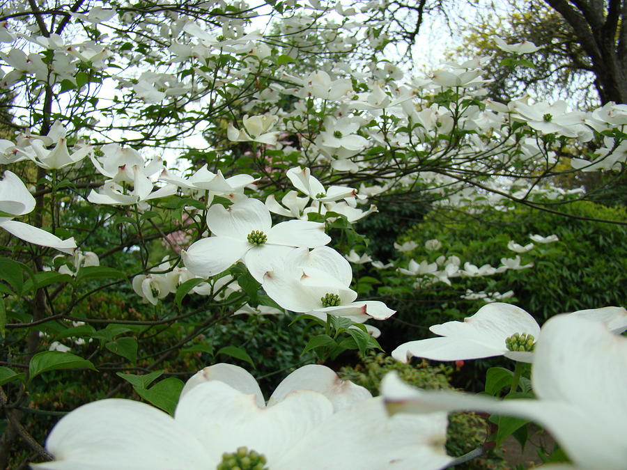 http://images.fineartamerica.com/images/artworkimages/mediumlarge/1/white-dogwood-flowers-6-dogwood-tree-flowers-art-prints-baslee-troutman-baslee-troutman-art-print-collections.jpg


