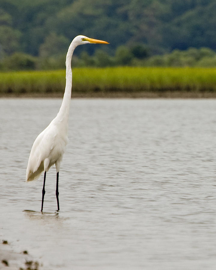 White Egret Photograph by William Haney