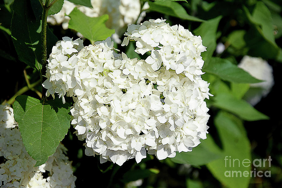 White Hydrangea is a photograph by Elvira Ladocki which was uploaded 