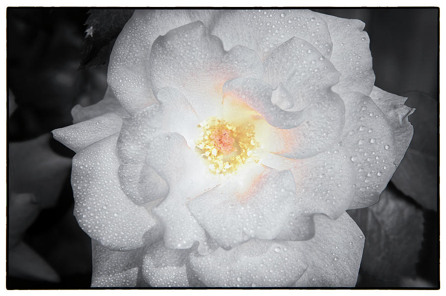 White Rose Photograph By Linda Pulvermacher Fine Art America