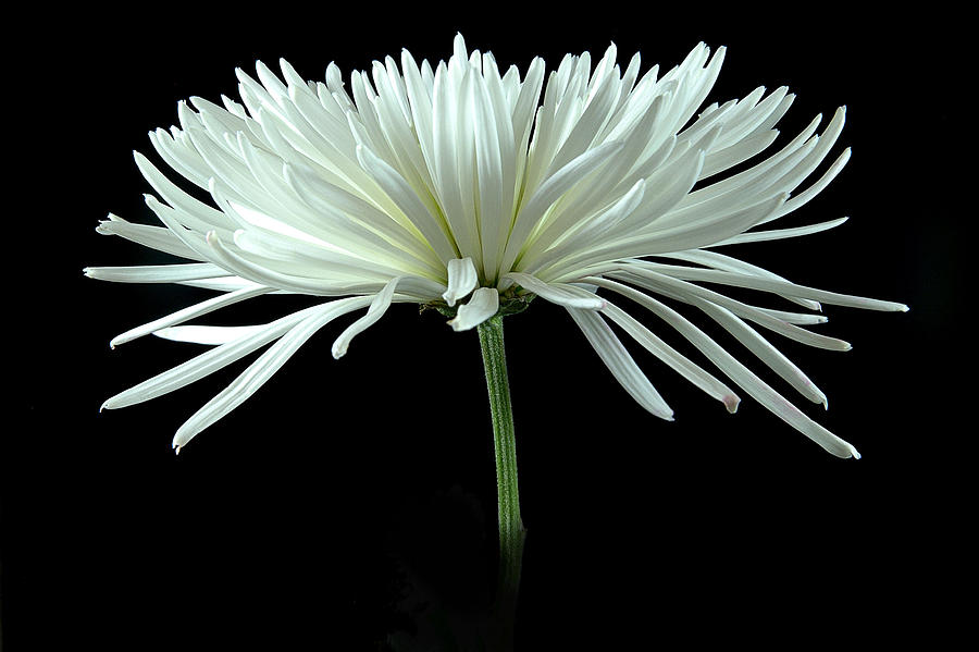 White Spider Mum Photograph by Robert Suits Jr