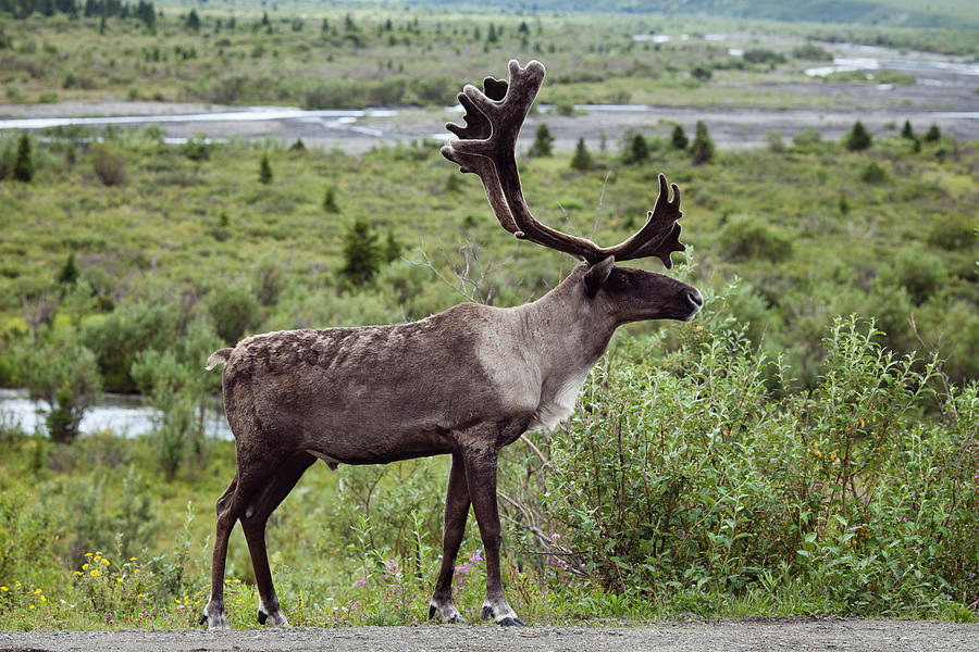 Wild Caribou In Denali National Park Photograph By Rachel Kemble