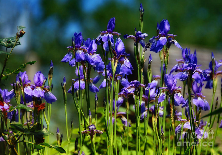 Wild Iris Field Photograph by Elaine Manley