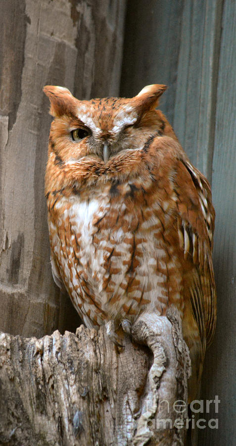 Winking Owl Photograph By Sandy Webster Fine Art America