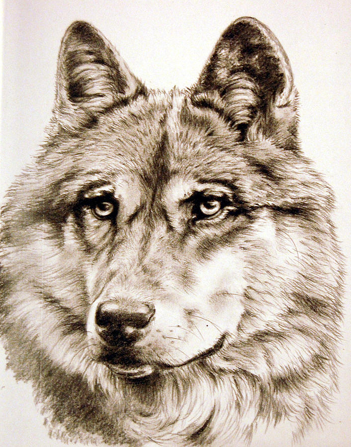 Wolf Head Study Drawing By Deb Owens-Lowe