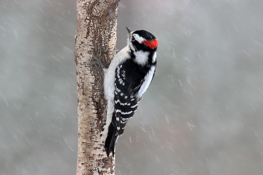 Woodpecker In A Snow Storm Photograph By Sue Feldberg Fine Art America