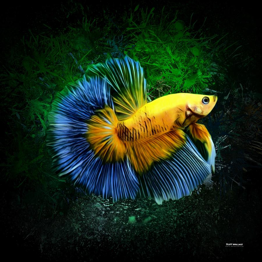 Yellow Betta Fish With Blue Fins Digital Art By Scott Wallace Digital