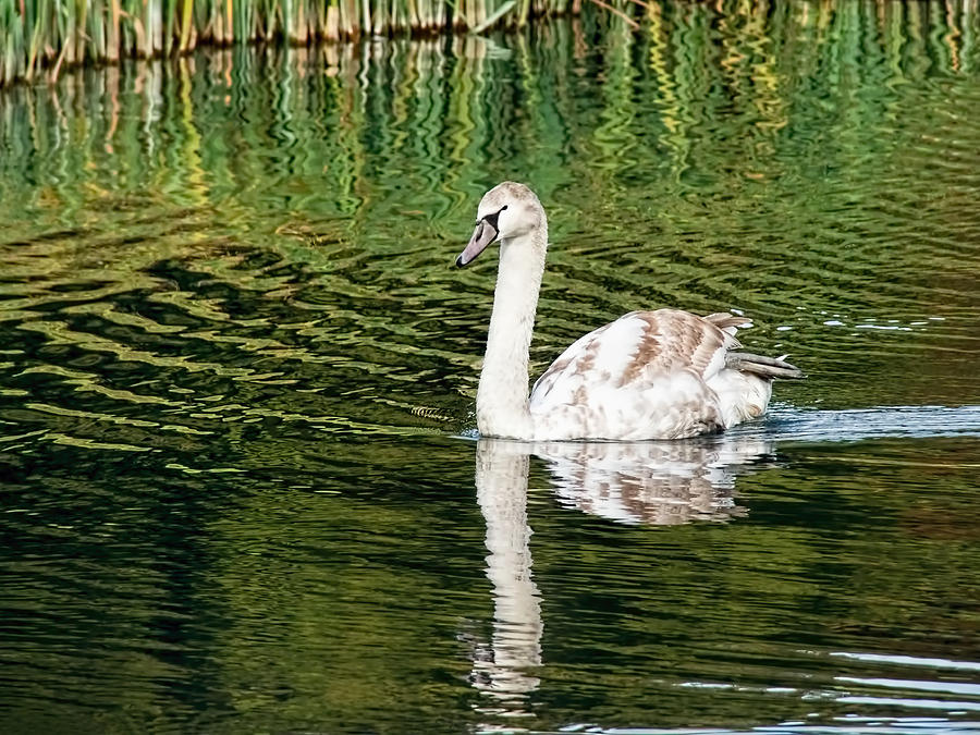 Young Mute Swan Photograph by Susie Peek